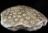 Polished Fossil Coral (Actinocyathus) Head - Morocco #44915-2